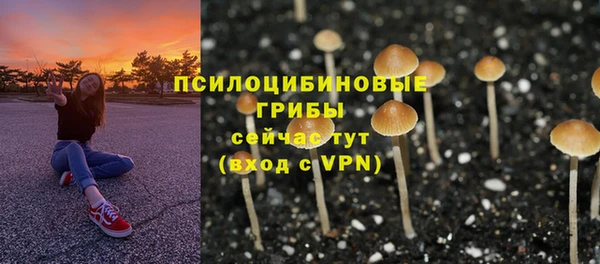 стаф Богданович